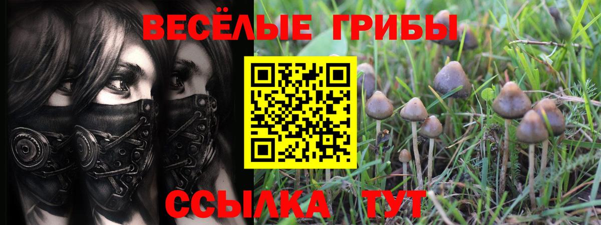 Псилоцибиновые грибы GOLDEN TEACHER  Вход с VPN  Галлюциногенные грибы Psilocybe  как найти наркотики  Знаменск 